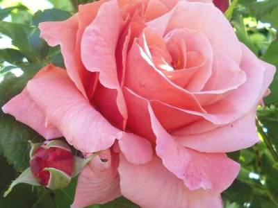 csm_neu_rose_6f17191fcb_original