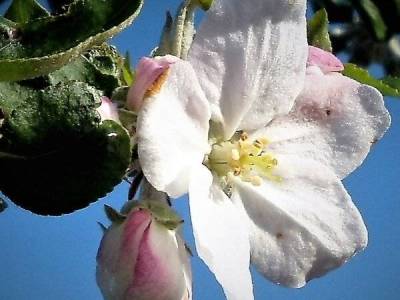 csm_Bluete_4a5596fe17_original