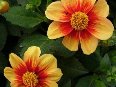 csm_Blumen__5__aa892bcd70_original